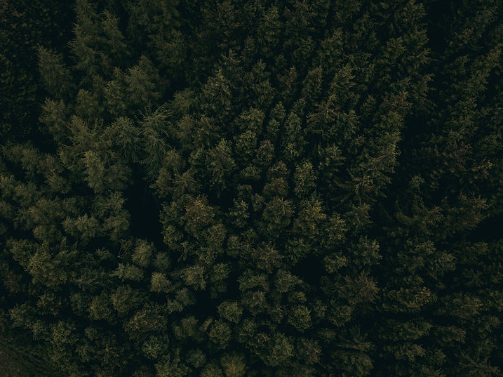 Foresta densa aerea