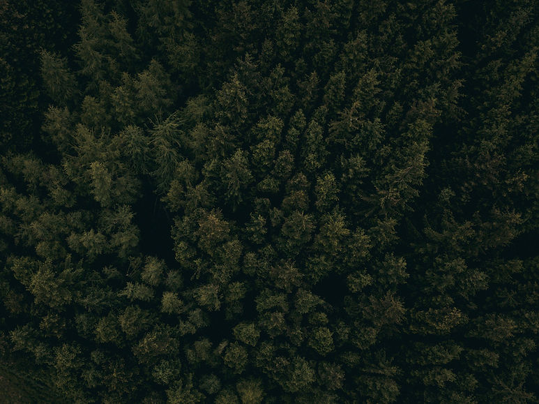 Treetops