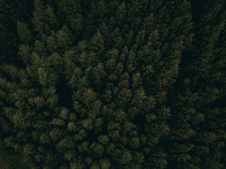 Dense Forest Aerial