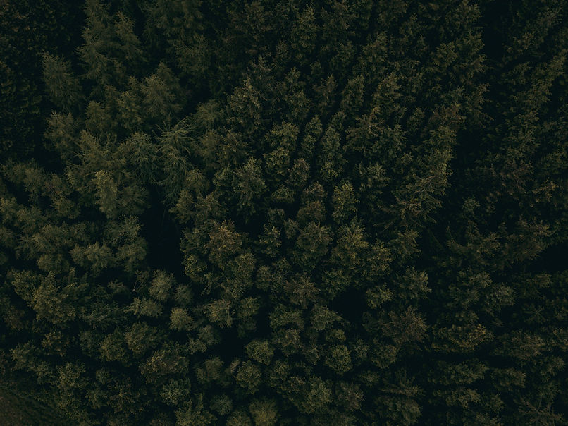 Dense Forest Aerial