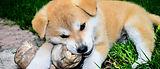 cute puppy