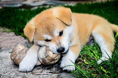 Shiba Inu Puppy