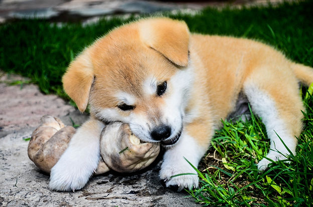 Shiba Inu Puppy