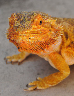 Bearded Dragon