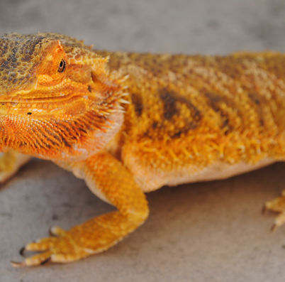 Bearded Dragon Closeup
