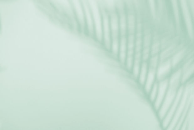 Palm Leaf Shadow