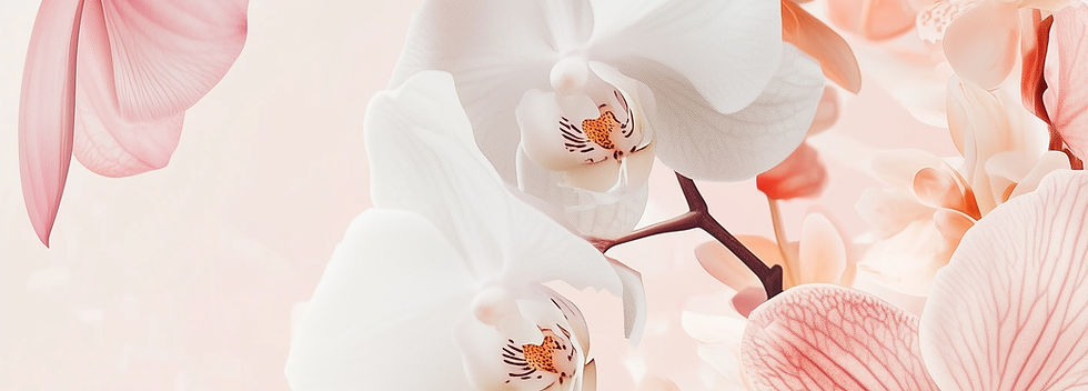 Pink White Orchids