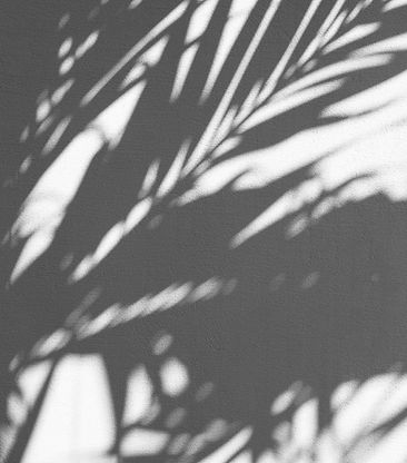 Leaves Shadows