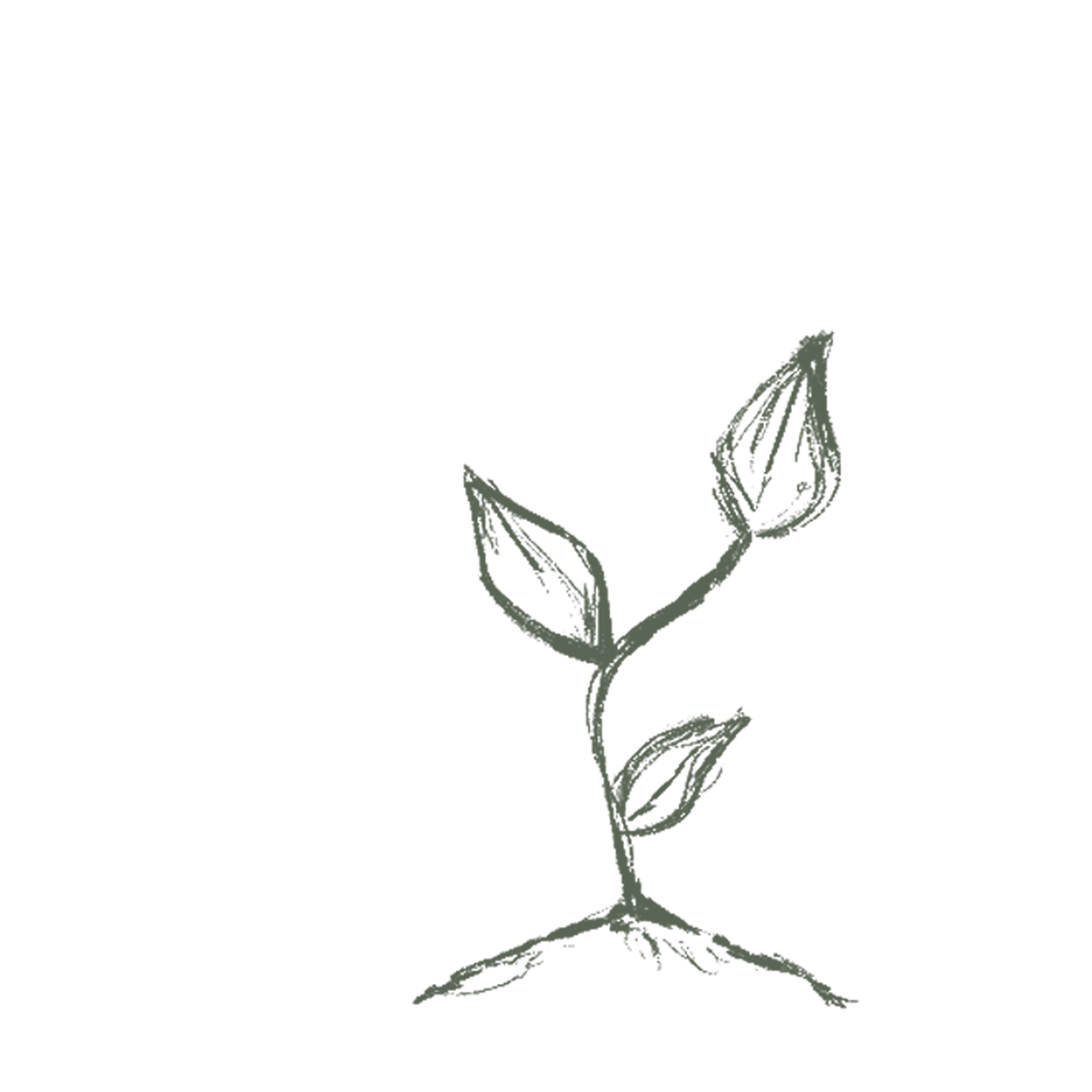 Illustrated Plant