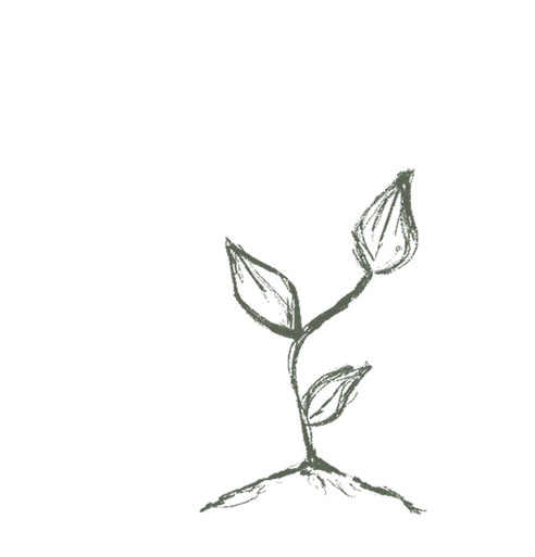 Illustrated Plant