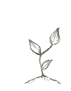 Simple Plant Drawing
