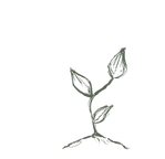 植物