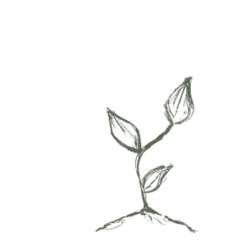 Simple Plant Drawing
