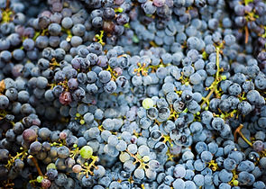 Grapes