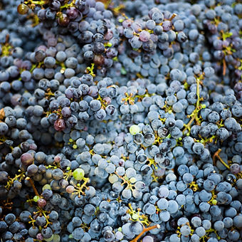 Grapes