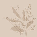 Botanical Neutral Illustration