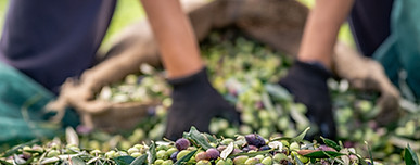 Fresh Olives