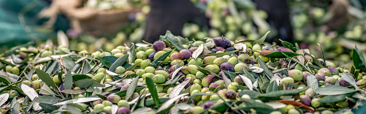 Olives fraîches
