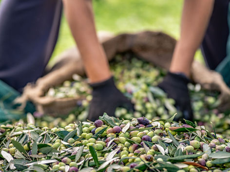 How to Select Reliable Coffee & Cocoa Suppliers for Your International Market Entry