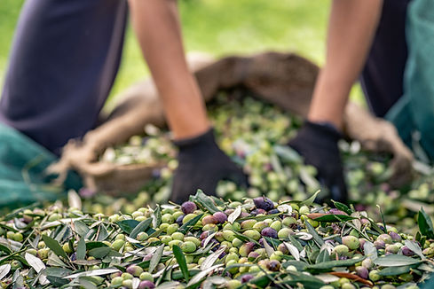 Fresh Olives