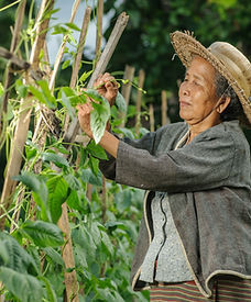Farmer Wearing Straw Hat