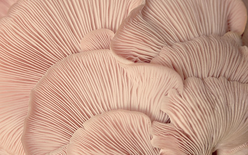 Pink Oyster Mushrooms
