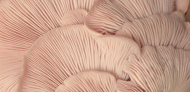 Pink Oyster Mushrooms