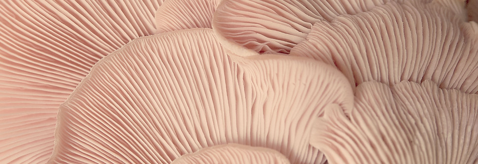Pink Oyster Mushrooms