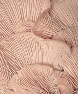 Pink Oyster Mushrooms