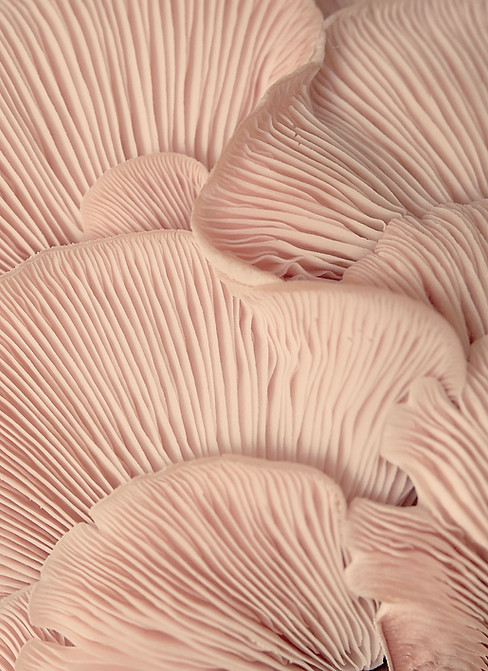 Pink Oyster Mushrooms