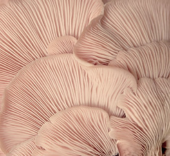 Pink Oyster Mushrooms