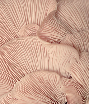 Lâminas de cogumelo rosa