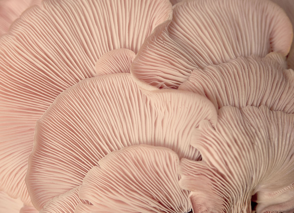 Pink Mushroom Gills
