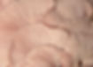 Pink Oyster Mushrooms