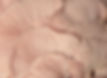 Pink Oyster Mushrooms
