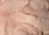Pink Oyster Mushrooms