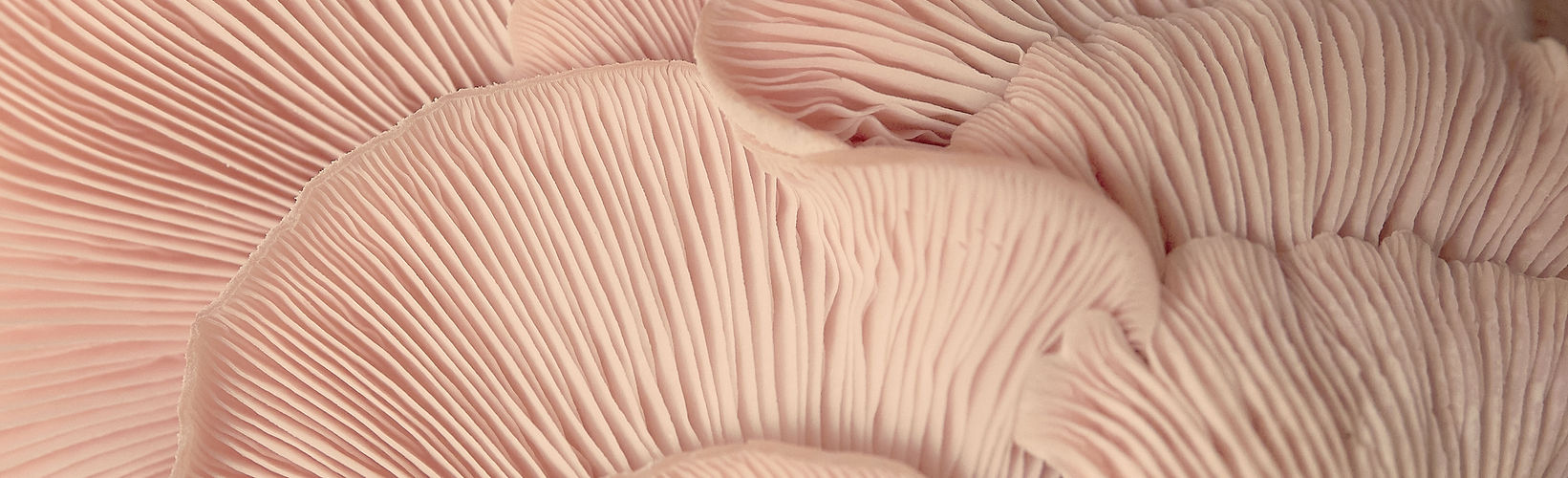 Pink Oyster Mushrooms
