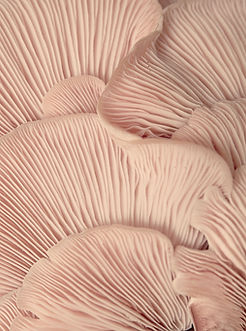 Pink Oyster Mushrooms