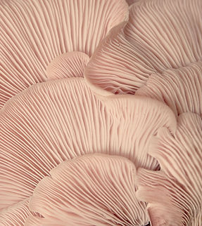 Pink Oyster Mushrooms