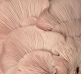 Pink Oyster Mushrooms