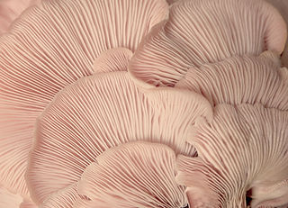 Pink Oyster Mushrooms