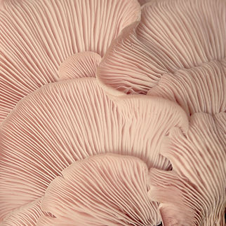 Pink Oyster Mushrooms