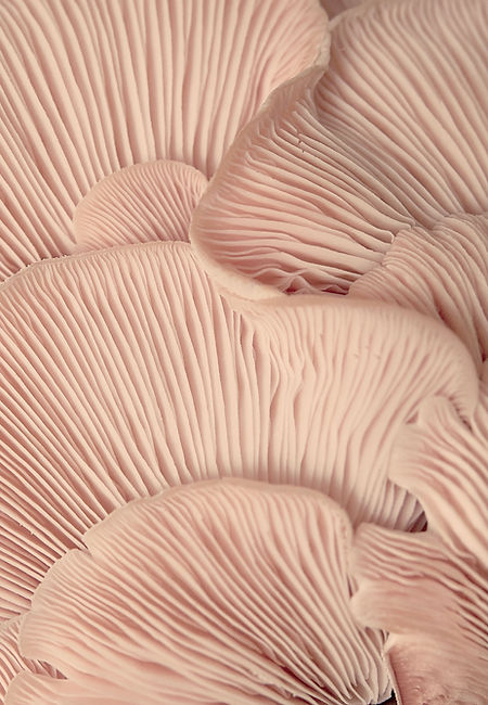 Pink Oyster Mushrooms