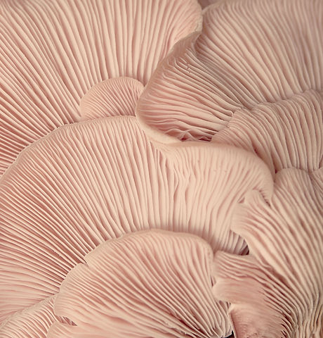 Pink Mushroom Gills