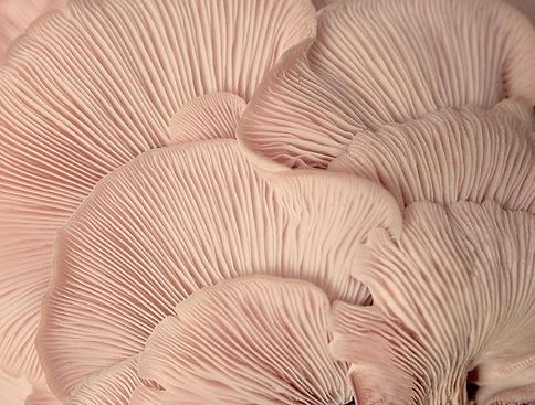 Pink Oyster Mushrooms