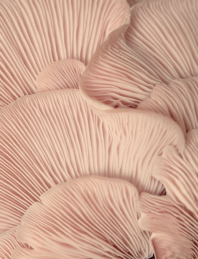 Pink Oyster Mushrooms