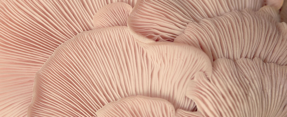 Pink Oyster Mushrooms