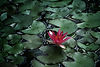 A lotus in a pond