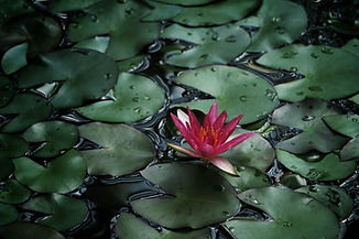 A lotus in a pond