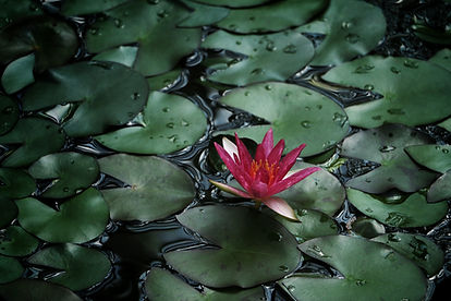 A lotus in a pond